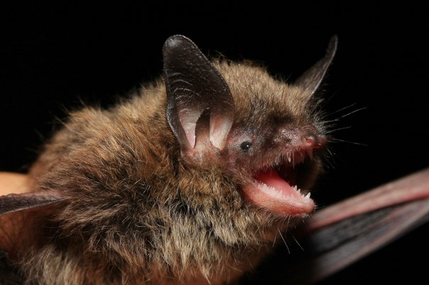 Водяная ночница (Myotis daubentoni